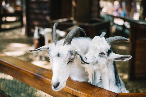 What Do Goats Do on Farms?