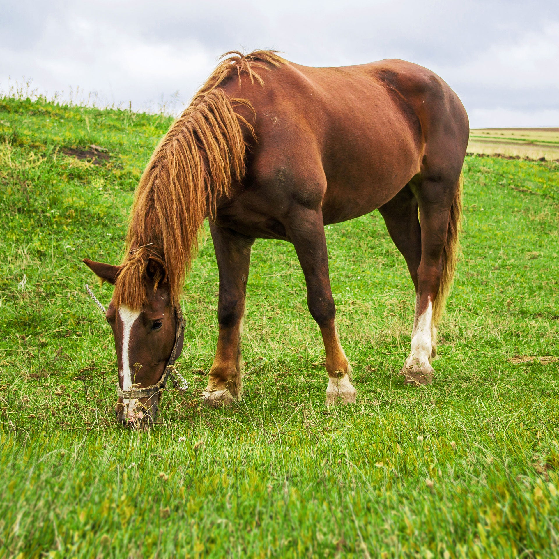 Horses & Donkeys